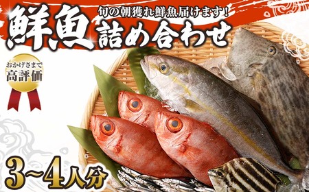 旬の朝獲れ鮮魚詰め合わせ【以布利定置網　漁師直送】鮮魚 ボックス セット おまかせ 魚介 海鮮 魚 魚介類 海鮮セット 新鮮 天然 詰め合わせ 鮮魚 鮮魚【S00818】