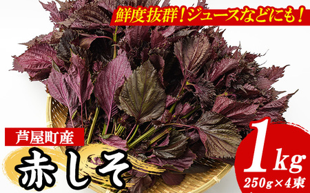 ≪2025年6月上旬より順次発送予定≫福岡県芦屋町特産 赤しそ(計1kg・250g×4束) 紫蘇 シソ あかしそ 赤しそ 芦屋町産 しそジュース 葉 手作り 手づくり 野菜 やさい 生鮮品【朝ごはん本舗】as05-066