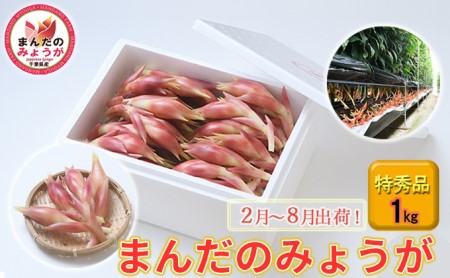 まんだのみょうが 特秀品 1kg 野菜 茗荷 薬味 漬物 シャキシャキ食感 適度な辛み ハウス栽培 