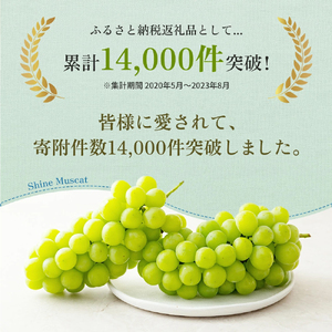 食卓応援品　シャインマスカット（ご家庭用）約2kg 家庭用 マスカット 葡萄 ぶどう ブドウ フルーツ 果物 くだもの 果実 旬の果物 旬のフルーツ 香川 香川県 東かがわ市